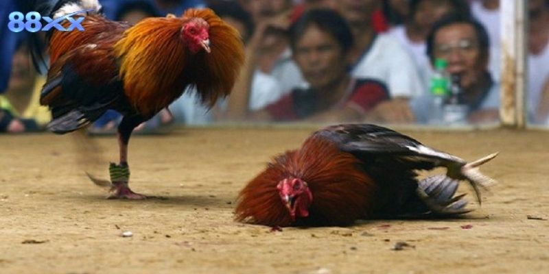 Bí quyết quan sát và phân tích trận đấu chuẩn xác