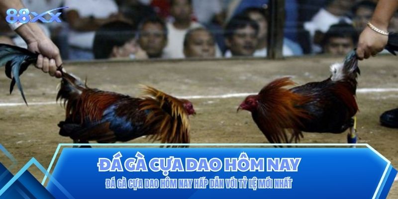 Đá gà cựa dao hôm nay hấp dẫn với tỷ lệ mới nhất