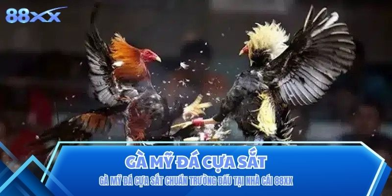 Gà Mỹ Đá Cựa Sắt Chuẩn Trường Đấu Tại Nhà Cái 88XX