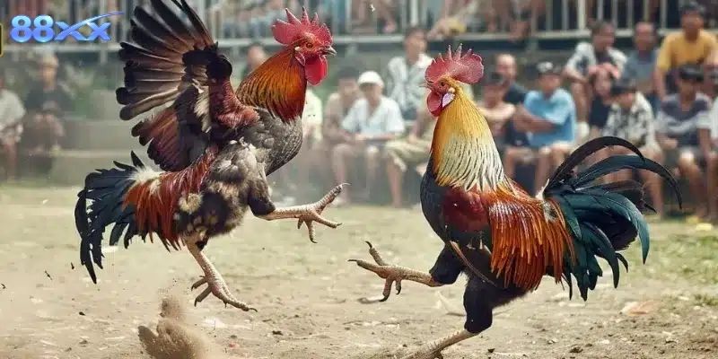 Tổng quan giống gà nổi tiếng với tốc độ và đòn cựa mạnh